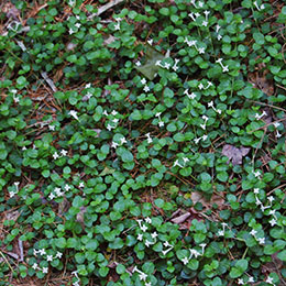 Partridge Berry, Squaw vine